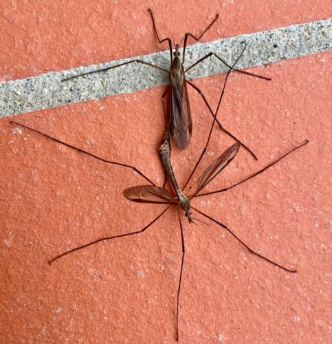 Réf. 352 033 : Tipula sp.